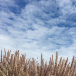 Meet your Posher, Bonnie